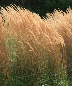 Karl Foerster Feather Reed Grass Live Plant – Calamagrostis Ornamental Grass – Healthy Starter Plant in 2.5