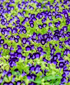 Kauai Mix Torenia Seeds - Wishbone Flower, Mixed Colors, 10 Pelleted Seeds - Image 10