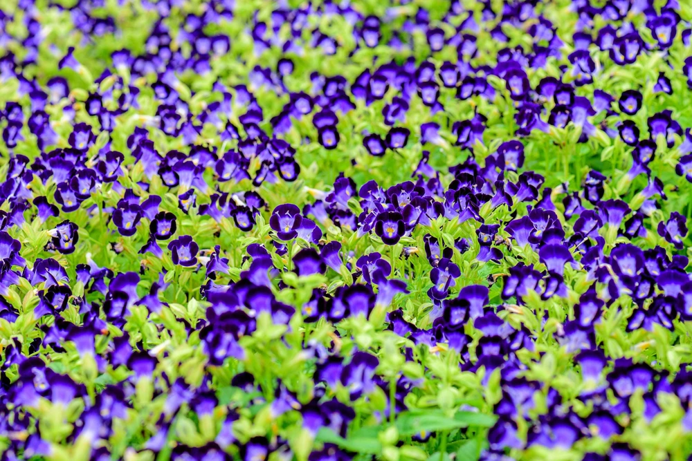 Kauai Mix Torenia Seeds - Wishbone Flower, Mixed Colors, 10 Pelleted Seeds - Image 10