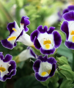 Kauai Mix Torenia Seeds - Wishbone Flower, Mixed Colors, 10 Pelleted Seeds - Image 2