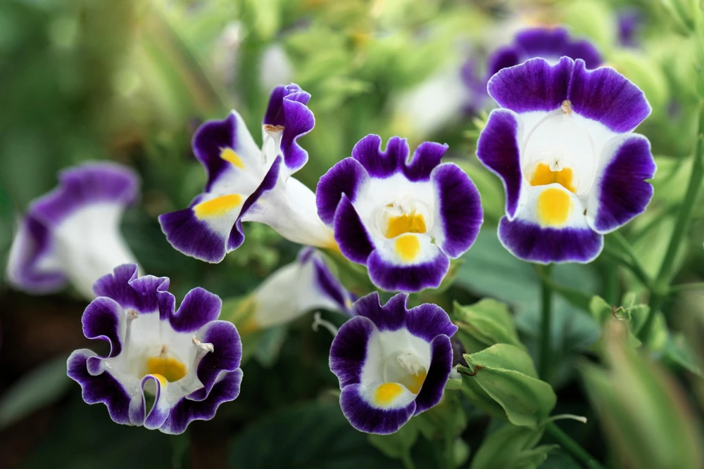 Kauai Mix Torenia Seeds - Wishbone Flower, Mixed Colors, 10 Pelleted Seeds - Image 2