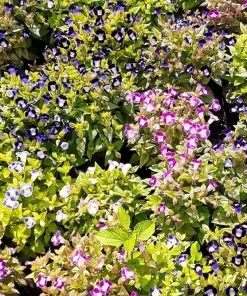 Kauai Mix Torenia Seeds - Wishbone Flower, Mixed Colors, 10 Pelleted Seeds - Image 3