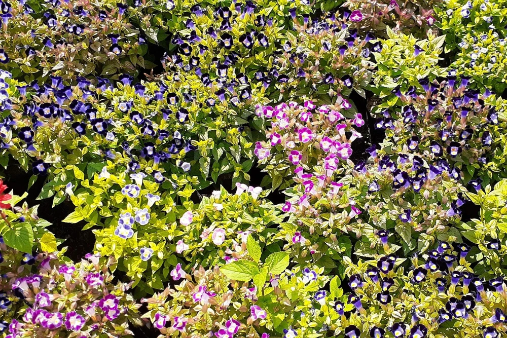 Kauai Mix Torenia Seeds - Wishbone Flower, Mixed Colors, 10 Pelleted Seeds - Image 3