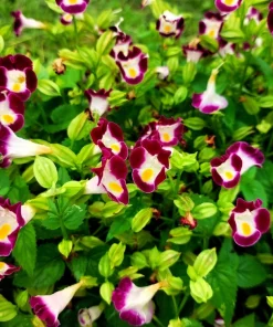 Kauai Mix Torenia Seeds - Wishbone Flower, Mixed Colors, 10 Pelleted Seeds - Image 4