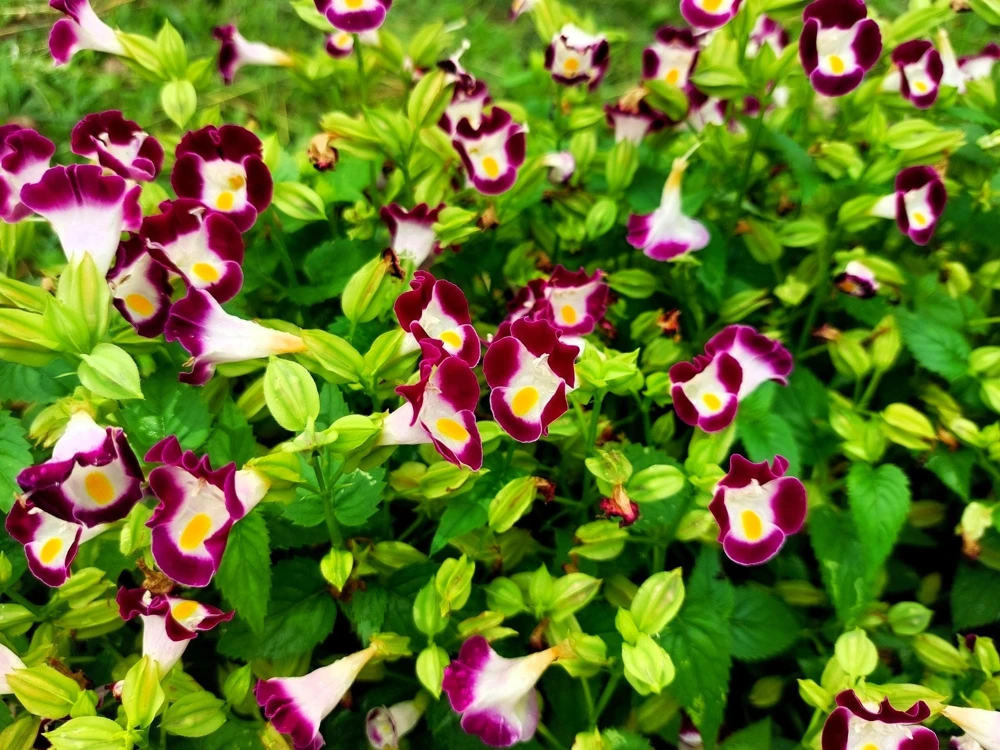 Kauai Mix Torenia Seeds - Wishbone Flower, Mixed Colors, 10 Pelleted Seeds - Image 4