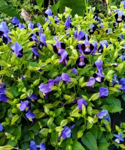 Kauai Mix Torenia Seeds - Wishbone Flower, Mixed Colors, 10 Pelleted Seeds - Image 5