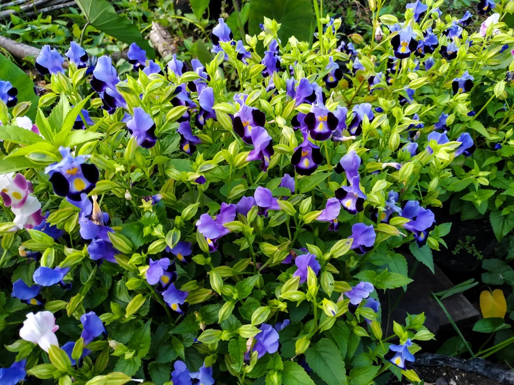 Kauai Mix Torenia Seeds - Wishbone Flower, Mixed Colors, 10 Pelleted Seeds - Image 5