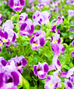 Kauai Mix Torenia Seeds - Wishbone Flower, Mixed Colors, 10 Pelleted Seeds - Image 6