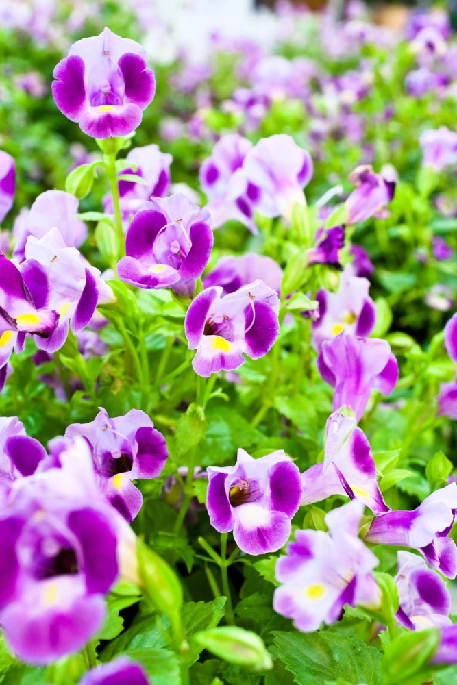 Kauai Mix Torenia Seeds - Wishbone Flower, Mixed Colors, 10 Pelleted Seeds - Image 6