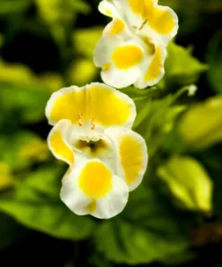 Kauai Mix Torenia Seeds - Wishbone Flower, Mixed Colors, 10 Pelleted Seeds - Image 7