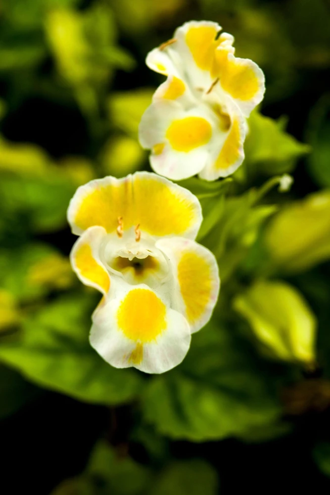 Kauai Mix Torenia Seeds - Wishbone Flower, Mixed Colors, 10 Pelleted Seeds - Image 7