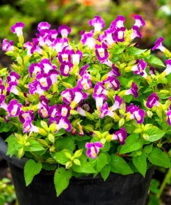 Kauai Mix Torenia Seeds - Wishbone Flower, Mixed Colors, 10 Pelleted Seeds - Image 8