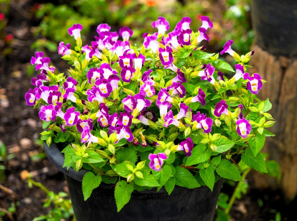 Kauai Mix Torenia Seeds - Wishbone Flower, Mixed Colors, 10 Pelleted Seeds - Image 8