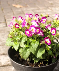 Kauai Mix Torenia Seeds - Wishbone Flower, Mixed Colors, 10 Pelleted Seeds - Image 9