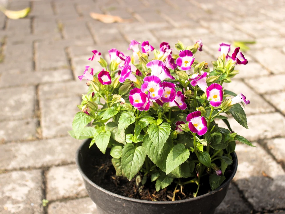 Kauai Mix Torenia Seeds - Wishbone Flower, Mixed Colors, 10 Pelleted Seeds - Image 9
