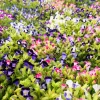 Kauai Mix Torenia Seeds - Wishbone Flower, Mixed Colors, 10 Pelleted Seeds - Image 1