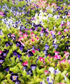 Kauai Mix Torenia Seeds - Wishbone Flower, Mixed Colors, 10 Pelleted Seeds - Image 1