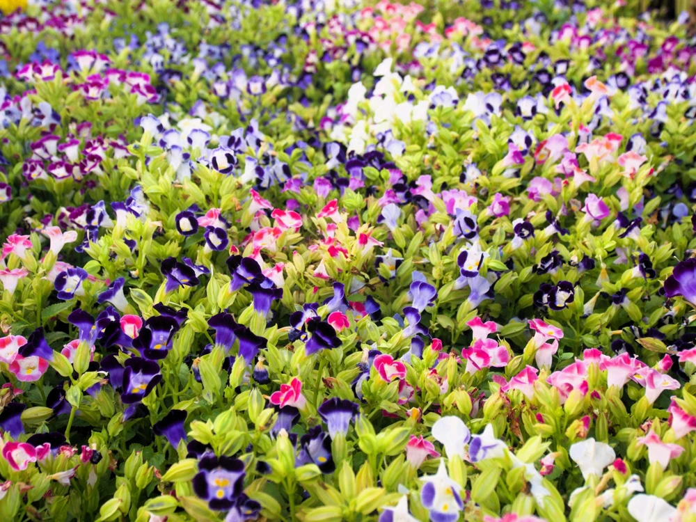 Kauai Mix Torenia Seeds - Wishbone Flower, Mixed Colors, 10 Pelleted Seeds - Image 1