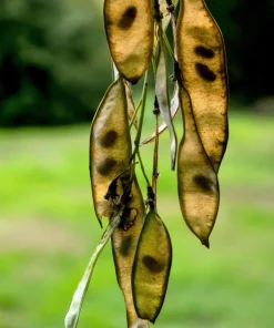 Kentucky Yellowwood Tree Seeds - 10 Seeds, White Flowers, Yellow Fall Foliage - Image 10