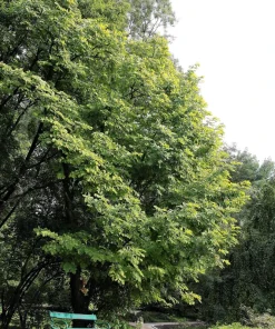 Kentucky Yellowwood Tree Seeds - 10 Seeds, White Flowers, Yellow Fall Foliage - Image 11