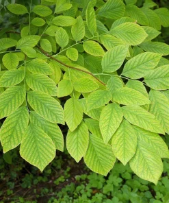 Kentucky Yellowwood Tree Seeds - 10 Seeds, White Flowers, Yellow Fall Foliage - Image 12