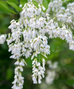 Kentucky Yellowwood Tree Seeds - 10 Seeds, White Flowers, Yellow Fall Foliage - Image 2