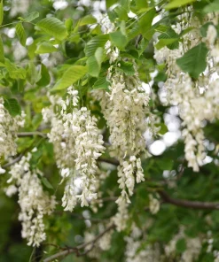 Kentucky Yellowwood Tree Seeds - 10 Seeds, White Flowers, Yellow Fall Foliage - Image 3