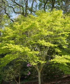 Kentucky Yellowwood Tree Seeds - 10 Seeds, White Flowers, Yellow Fall Foliage - Image 4