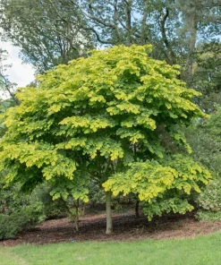 Kentucky Yellowwood Tree Seeds - 10 Seeds, White Flowers, Yellow Fall Foliage - Image 5