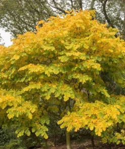 Kentucky Yellowwood Tree Seeds - 10 Seeds, White Flowers, Yellow Fall Foliage - Image 6