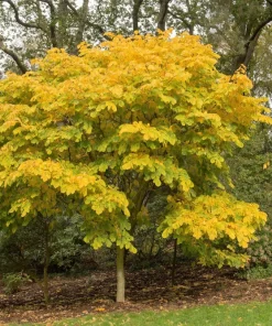 Kentucky Yellowwood Tree Seeds - 10 Seeds, White Flowers, Yellow Fall Foliage - Image 7