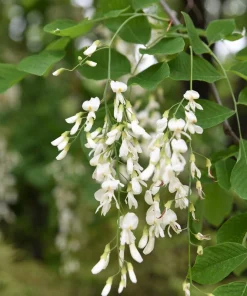 Kentucky Yellowwood Tree Seeds - 10 Seeds, White Flowers, Yellow Fall Foliage - Image 8