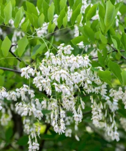 Kentucky Yellowwood Tree Seeds - 10 Seeds, White Flowers, Yellow Fall Foliage - Image 9