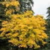 Kentucky Yellowwood Tree Seeds - 10 Seeds, White Flowers, Yellow Fall Foliage - Image 1