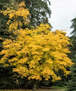 Kentucky Yellowwood Tree Seeds - 10 Seeds, White Flowers, Yellow Fall Foliage - Image 1