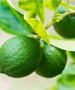 Key Lime Tree Live Plant - 2-5 Inch Tall Potted Citrus aurantifolia - Image 3