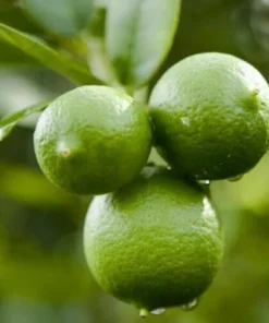 Key Lime Tree Live Plant - 2-5 Inch Tall Potted Citrus aurantifolia - Image 4