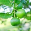 Key Lime Tree Live Plant - 2-5 Inch Tall Potted Citrus aurantifolia - Image 1