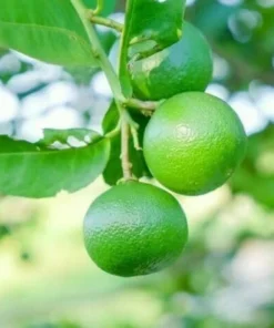 Key Lime Tree Live Plant - 2-5 Inch Tall Potted Citrus aurantifolia - Image 1