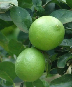 Key Lime Tree Live Plant - 2-5 Inch Tall Potted Citrus aurantifolia - Image 6