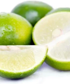 Key Lime Tree Live Plant - 2-5 Inch Tall Potted Citrus aurantifolia - Image 7