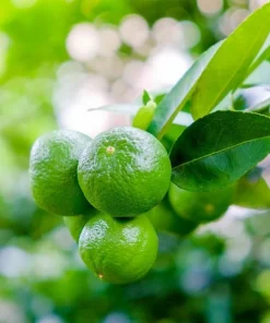 Key Lime Tree Live Plant - 2-5 Inch Tall Potted Citrus aurantifolia - Image 8