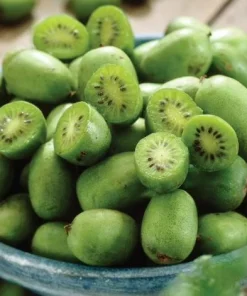 Kiwi Prolific Live Plants - Set of 2, 4-6 Inch Tall Vine for Garden - Image 2