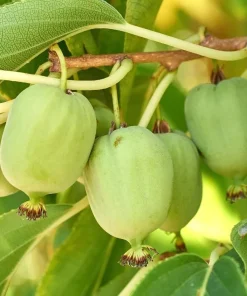 Kiwi Prolific Live Plants - Set of 2, 4-6 Inch Tall Vine for Garden - Image 3