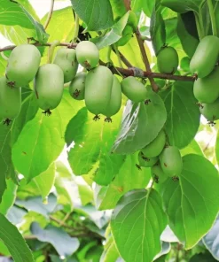 Kiwi Prolific Live Plants - Set of 2, 4-6 Inch Tall Vine for Garden - Image 4