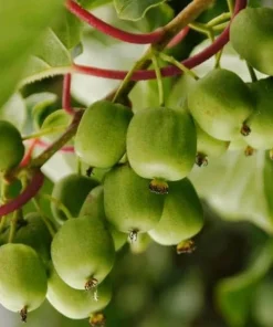 Kiwi Prolific Live Plants - Set of 2, 4-6 Inch Tall Vine for Garden - Image 6