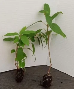 Kiwi Prolific Live Plants - Set of 2, 4-6 Inch Tall Vine for Garden - Image 7