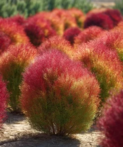 Kochia Scoparia Seeds - Burning Bush, 30 Seeds, Fiery Fall Foliage - Image 2