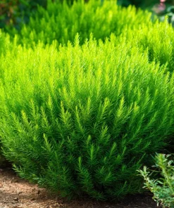 Kochia Scoparia Seeds - Burning Bush, 30 Seeds, Fiery Fall Foliage - Image 3