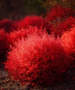 Kochia Scoparia Seeds - Burning Bush, 30 Seeds, Fiery Fall Foliage - Image 4